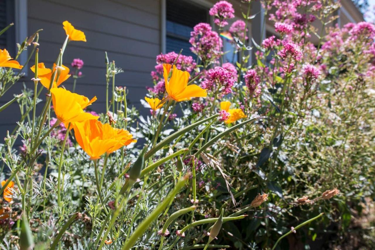 West End Neighborhood Cottage Santa Rosa Eksteriør billede